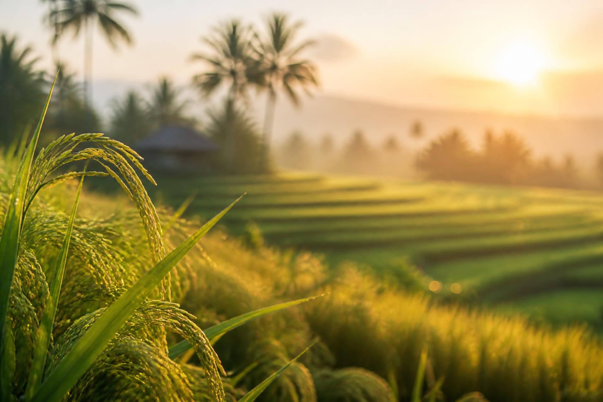 Golden hour over lush rice paddy fields